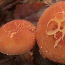 Cystodermella cinnabarina (ziarnóweczka cynobrowa)