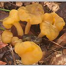 Leotia lubrica (patyczka lepka)