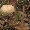 Agrocybe pediades (polówka półkulista)