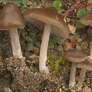 Entoloma sericeum (dzwonkówka jedwabista)