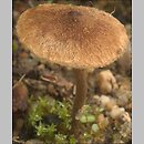 Inocybe lacera var. helobia