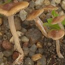 Inocybe-Inocybe (strzępiaki o guzkowatych zarodnikach)