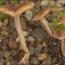 Inocybe rufoalba (strzępiak białoowłosiony)