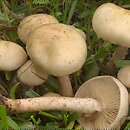 Pholiota gummosa (łuskwiak słomkowy)