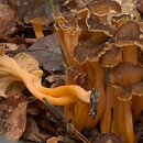 Cantharellus aurora (pieprznik żyłkowany)