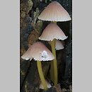 Mycena renati (grzybówka złototrzonowa)