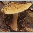 Cortinarius subgen. Phlegmacium C