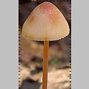 Mycena crocata (grzybówka szafranowa)