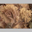 Ramaria stricta (koralówka sztywna)