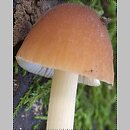 Conocybe mesospora (stożkówka ochrowordzawa)