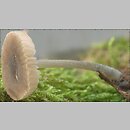 Pluteus insidiosus