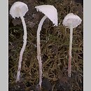 Cystolepiota sistrata