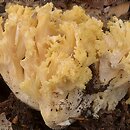 Ramaria largentii