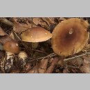 Cortinarius subgen. Phlegmacium F