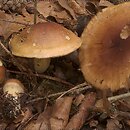 Cortinarius nanceiensis (zasłonak bananowy)