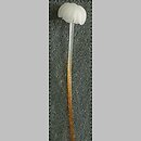 Rhizomarasmius (twardzioszek)