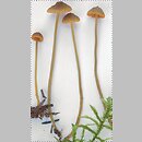 Mycena aurantiomarginata (grzybówka pomarańczowoostrzowa)