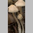 Inocybe whitei (strzępiak pomarańczowoczerwonawy)