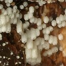 Henningsomyces puber