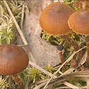 Galerina paludosa (hełmówka błotna)