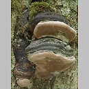 Phellinus nigricans (czyreń bukowy)