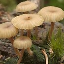 Lichenomphalia umbellifera (pępówka pofałdowana)