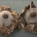 Geastrum berkeleyi (gwiazdosz angielski)