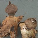 Geastrum nanum (gwiazdosz karzełkowaty)