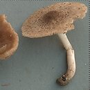 Coprinopsis melanthina