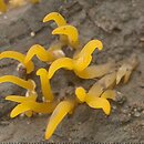 Calocera (pięknoróg)