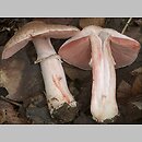 Agaricus fuscofibrillosus