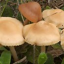 Marasmius oreades (twardzioszek przydrożny)