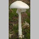 Amanita virosa (muchomor jadowity)