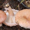 Lactarius torminosus (mleczaj wełnianka)