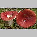 Russula sect. Polychromae ssect. Integroidinae