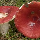 Russula paludosa (gołąbek błotny)