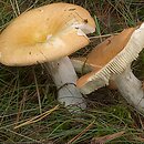 Russula decolorans (gołąbek płowiejący)