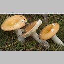 Russula ssect. Integriforminae et Melliolentinae