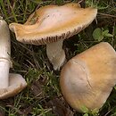 Cortinarius caperatus (płachetka zwyczajna)