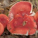 Russula rosea (gołąbek śliczny)