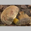 Cyanoboletus pulverulentus (sinoborowik klinowotrzonowy)