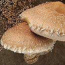 Hemipholiota populnea (łuskwiak topolowy)