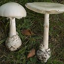 Amanita phalloides var. alba (muchomor zielonawy odm. biała)