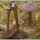 Cortinarius subgen. Cortinarius sect. Cortinarius