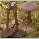 Cortinarius violaceus ssp. violaceus (zasłonak fioletowy typowy)