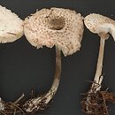 Leucoagaricus nympharum