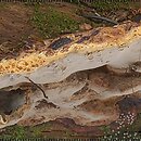 Phellopilus nigrolimitatus (czyreń czarnoliniowy)