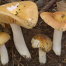 Russula risigallina (gołąbek zmiennobarwny)