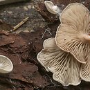 Entoloma depluens (dzwonkówka krótkotrzonowa)