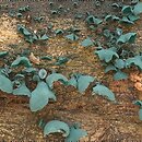 Chlorociboria aeruginascens (chlorówka drobna)